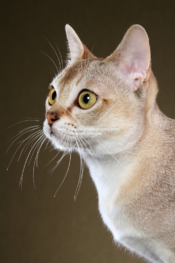 singapura cat, portrait