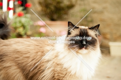 Ragdoll outdoors