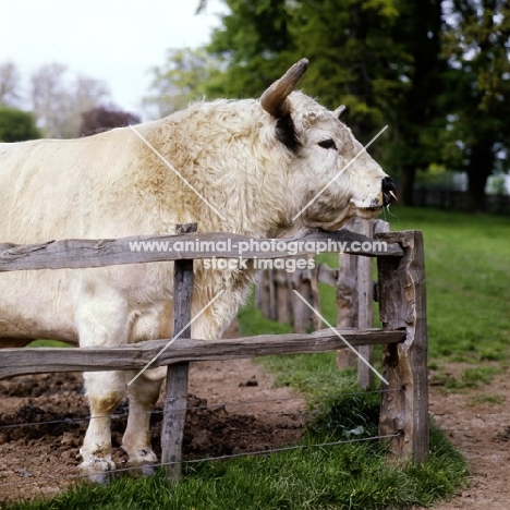 whipsnade 281, white park bull looking over fence at stoneleigh, nac