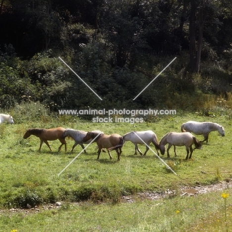 seven Highland Ponies by a stream in a meadow at Nashend stud