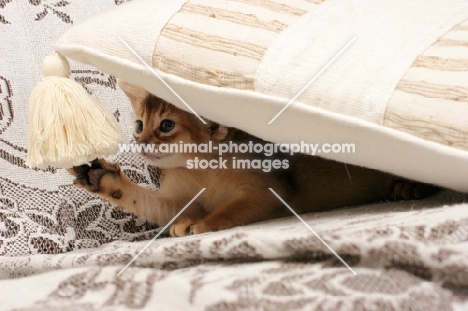 ruddy Abyssinian kitten under a cushion