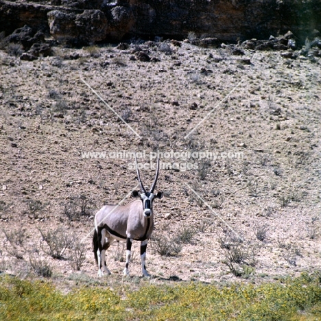 gemsbok in the kalahari desert 