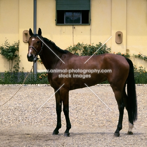 bargello, salerno stallion in italy