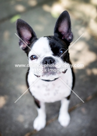 Smiling Boston Terrier.