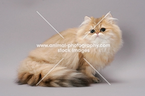 Chinchilla Golden Persian, all fluffy