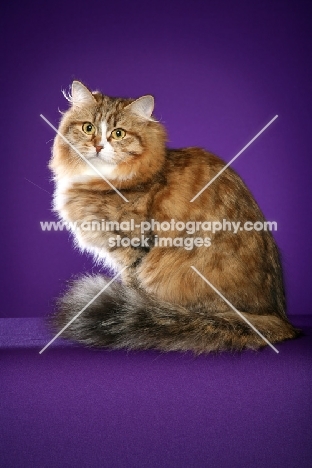 Siberian sitting on purple background