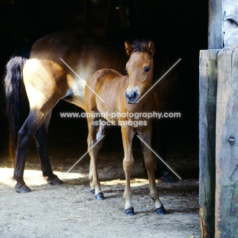 Exmoor foal in a stable