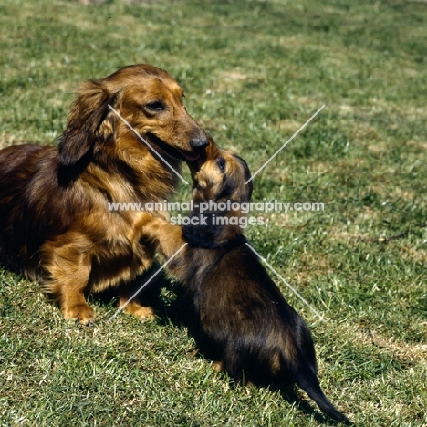 long haired dachshund and puppy greeting