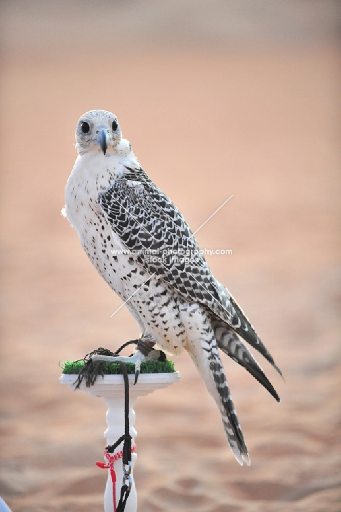 Falcon on perch