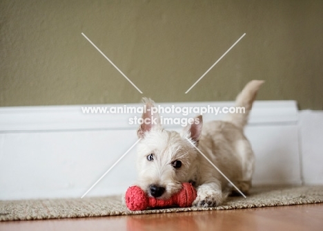 wheaten Scottish Terrier puppy playing with red toy.