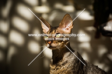 Cornish Rex