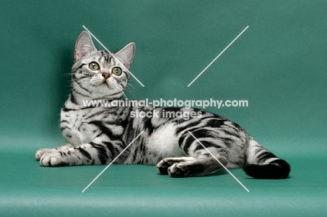 American Shorthair, looking up on green background