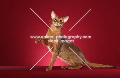 Abyssinian, one leg up