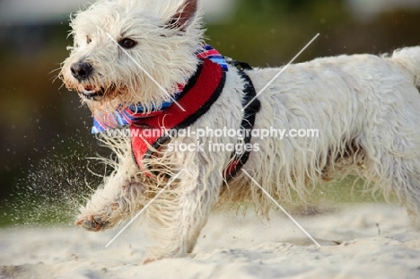 wet West Highland White Terrier, running