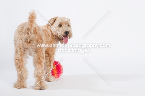 Soft coated wheaten terrier with toy
