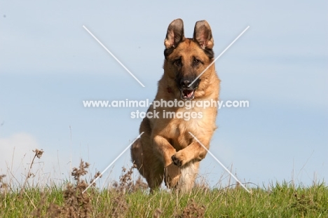 German Shepherd Dog (Alsatian) in motion