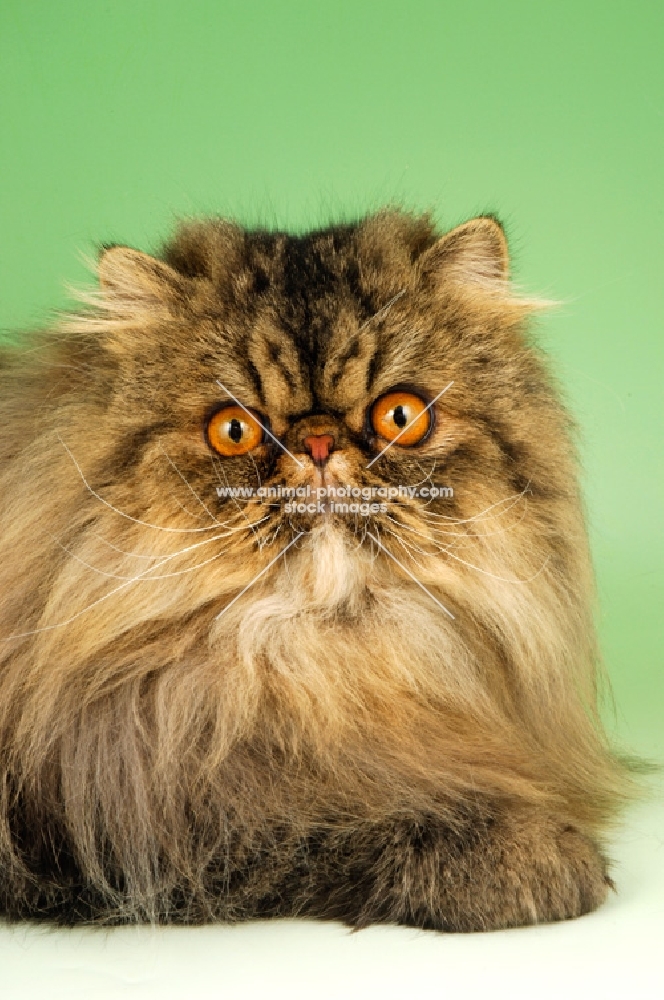 brown tabby persian cat, portrait