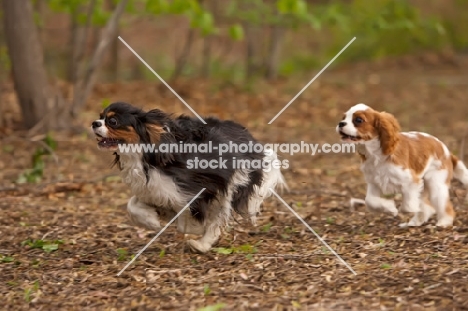 two Cavalier King Charles Spaniels running after each other