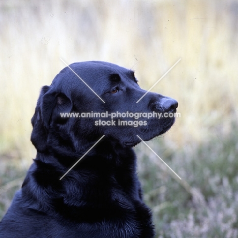 loyal labrador