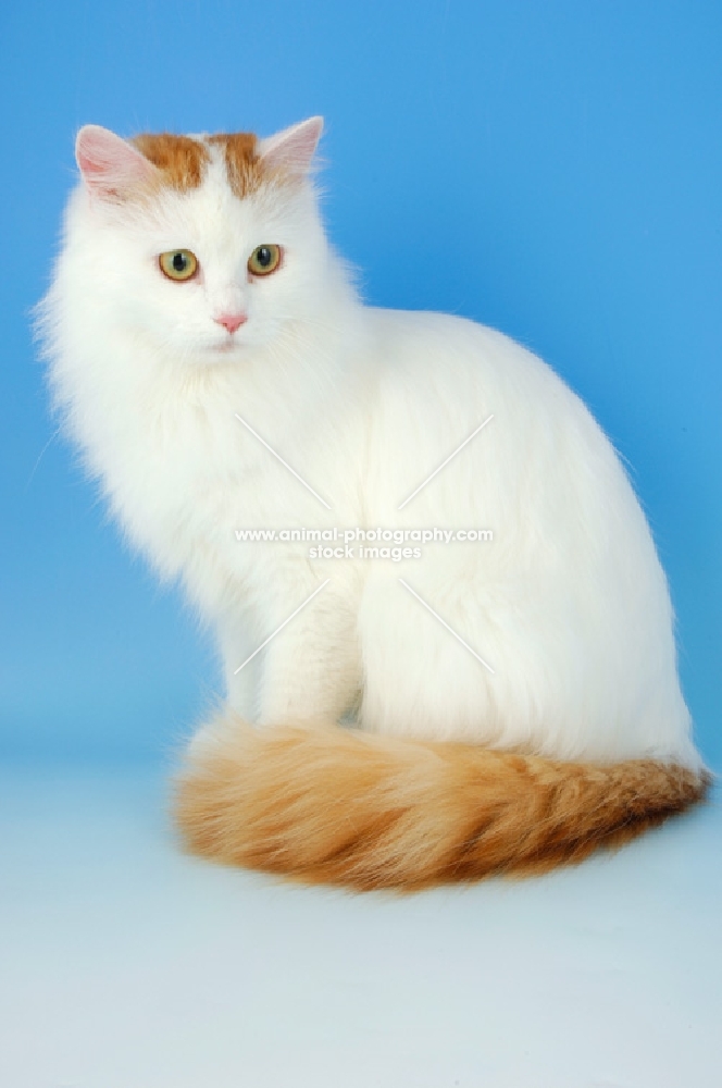 turkish van cat sitting down