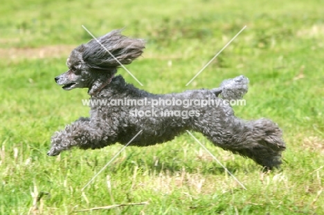 grey Toy Poodle running