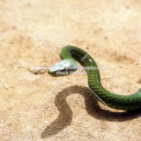 green mamba in tanzania