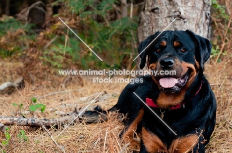 Rottweiler posing by a tree in the woods