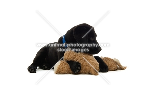black labrador retriever with cuddly toy on a white background
