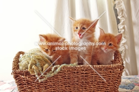 three Maine Coon kittens in basket