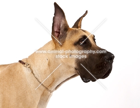 Great Dane profile