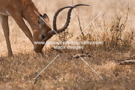 A grazing Impala