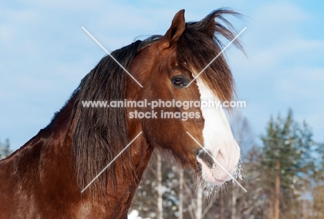 Trotter standing in snowy field