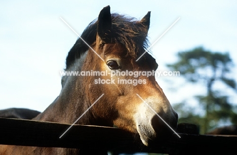 exmoor pony looking over a fence, portrait