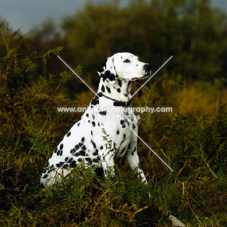 dalmatian sitting in bracken