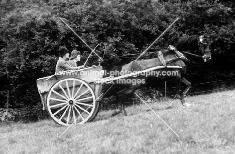 Cirencester park, horse pulling carriage