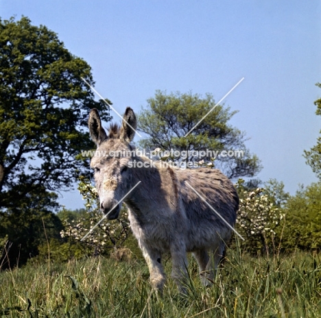 honey, donkey standing in an orchard