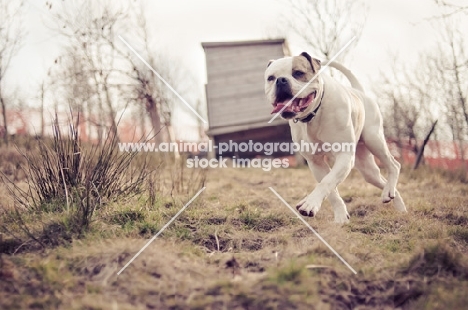 American Bulldog running on grass