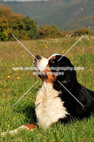Bernese Mountain Dog, lying on grass
