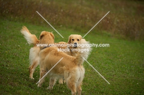 two golden retrievers staring at each other
