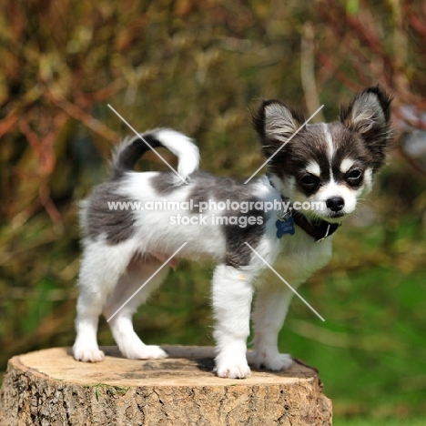 blue and white pied chihuahua pup