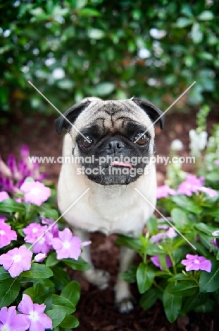 pug standing in flowers with confused expression