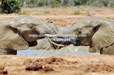 Elephants