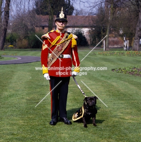 watchman 3, staffordshire bull terrier, mascot of the staffordshire regiment with soldier