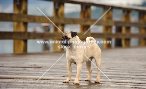 fawn Pug standing on bridge