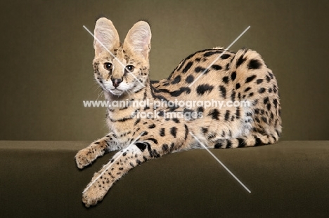 young Serval on brown/green background