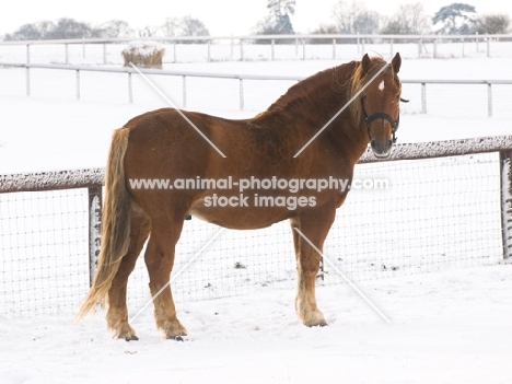 Suffolk Punch in winter