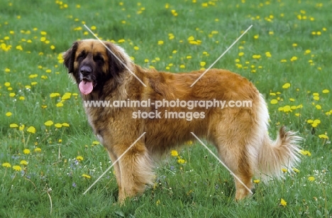 leonberger german watchdog