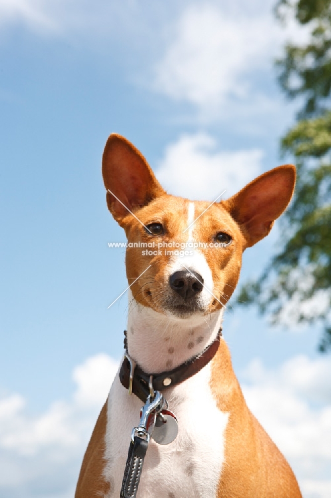 Basenji wearing collar with name tags