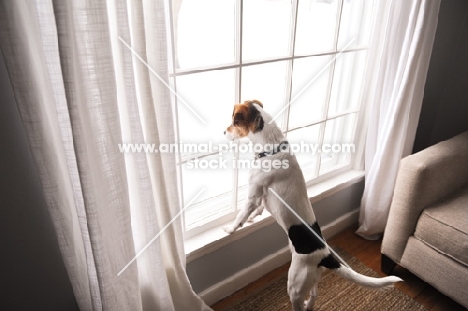 Beagle Mix on hind legs, looking out window.