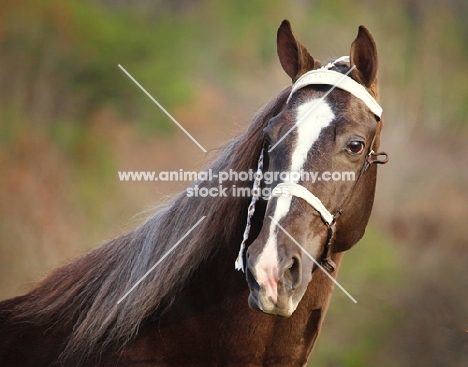 Tennessee Walking Horse portrait